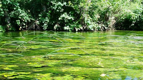 Scenic view of lake against trees