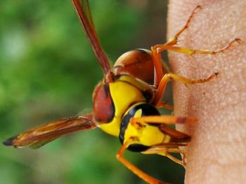 Close-up of insect on plant