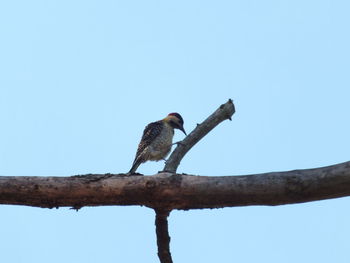 Low angle view of bird perching on branch against sky