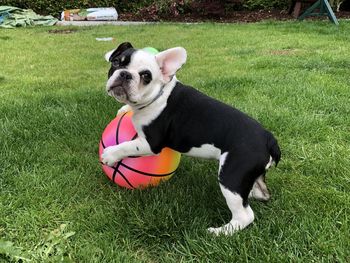 Portrait of dog playing with ball on field