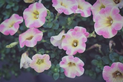 Close-up of pink flowering plants
