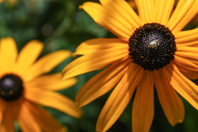 Close-up of yellow black-eyed blooming outdoors