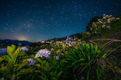 Beautiful flowers blloms under the starry skies at northern blossoms, atok, benguet, philippines.