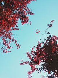 Low angle view of flowering tree against blue sky