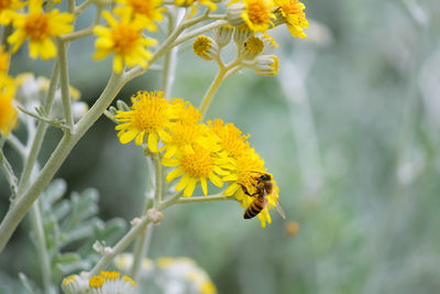 Close-up of honey bee on flower