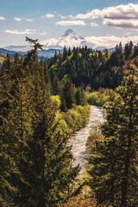 Scenic view of trees and plants against sky