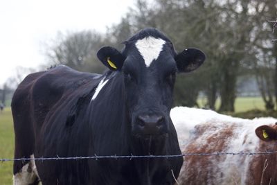 Portrait of a cow