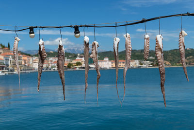 View of fresh squid hanging up to dry in greece