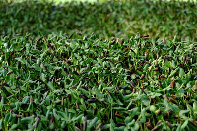 Full frame shot of fresh green leaves