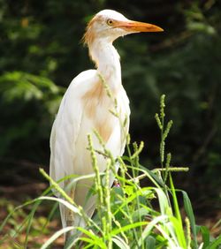 Close-up of crane bird in green grass.