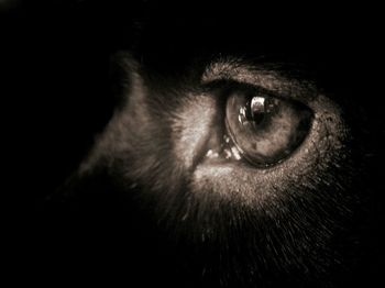 Close-up of cat over black background