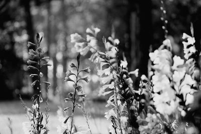 Close-up of flowering plants on land