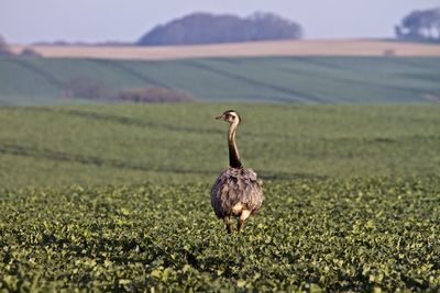 Bird on grassy field