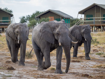 Group of african elephant walking in safari camp in botswana, africa