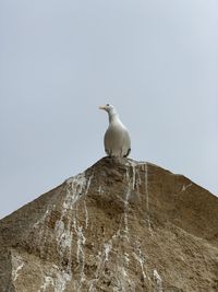 Low angle view of seagull perching on rock against sky