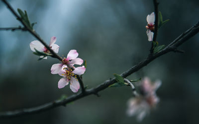 Close-up of pink almond blossoms in spring