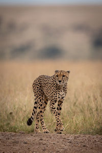 Cheetah walking on grassy field 