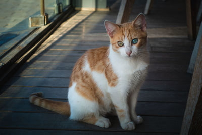 Close up view of a cat with different eyes colors sitting on the floor