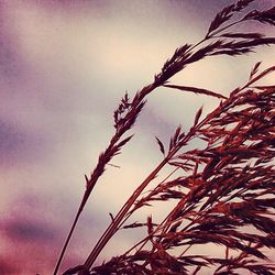 Close-up of plant against sky