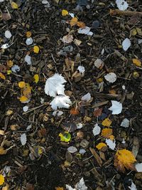 Full frame shot of autumn leaves