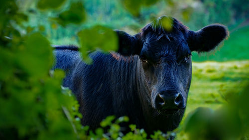 Portrait of an animal