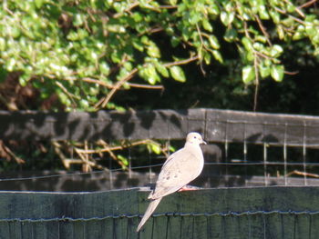 Close-up of bird perching on railing