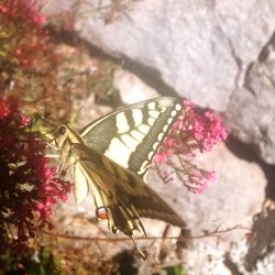 Butterfly perching on flower