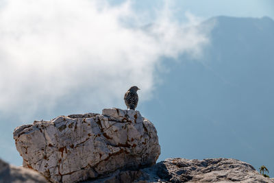 A bird perched on a rock on the top of the southern grigna