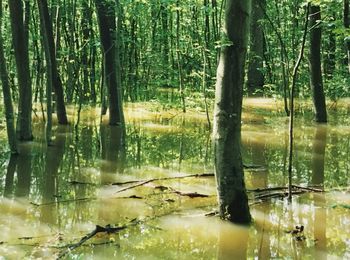 Scenic view of lake in forest