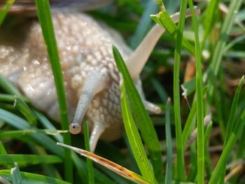 Close-up of snail on grass