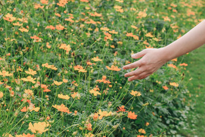 Cropped hand touching flowers in field