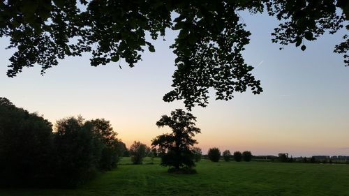 Silhouette of trees on field against clear sky