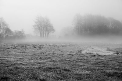 Trees on field against sky during winter