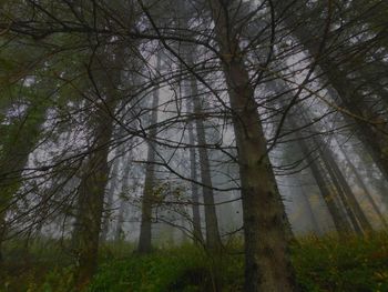 Low angle view of bare trees in forest