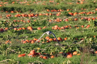 Close-up of fresh plants on field