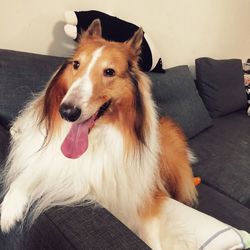 Portrait of dog lying on sofa at home