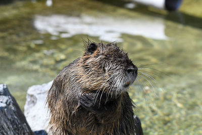 Close-up of an animal in water