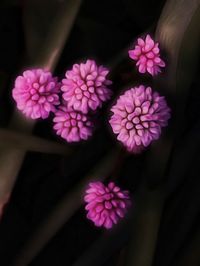 Close-up of flowers