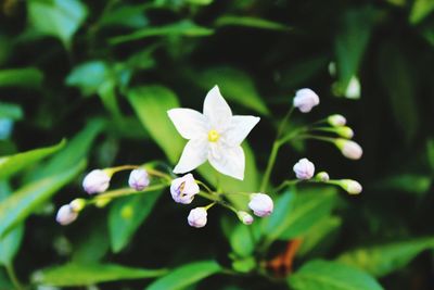 Close-up of white flowers blooming outdoors