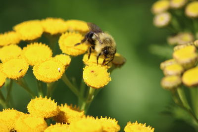 Close-up of bee on yellow flowers