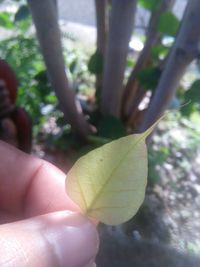 Close-up of hand holding leaves