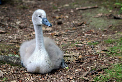 Close-up of cygnet resting on field