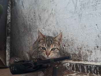 Portrait of cat by wall