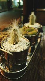 Cactus potted plants on table