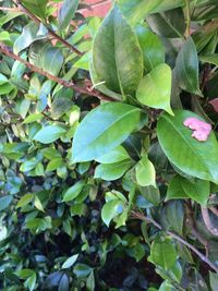 leaf