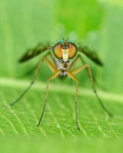 Close-up of long legged fly