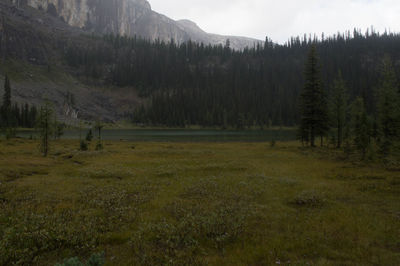 Scenic view of landscape