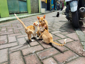 Dogs on footpath in street