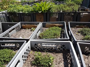 High angle view of potted plants in greenhouse