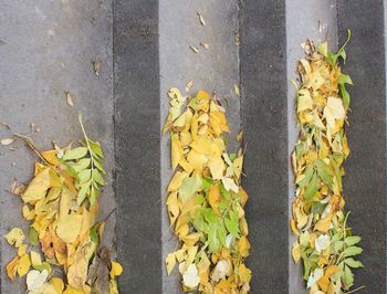 Close-up of leaves